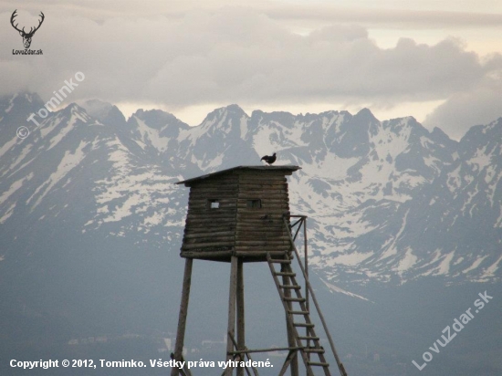 Tokajúci Tetrov Holniak na streche posedu, v pozadí Vysoké Tatry