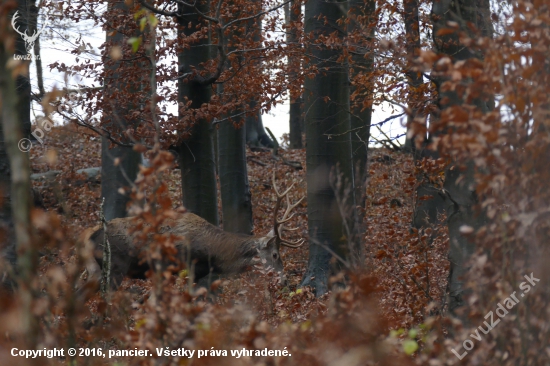 ... krívajuci,i ked na foto to nepoznat.