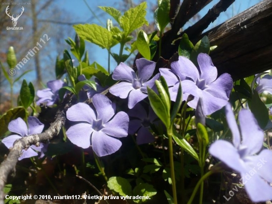 vinca minor