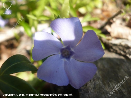 vinca minor detail