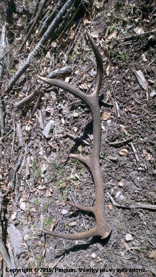 dnes sa zadarilo 10 torák váha 2,35 kg výška 93 cm