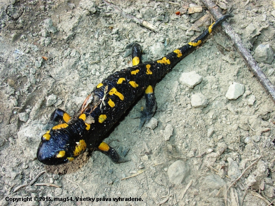 Salamandra škvrnitá