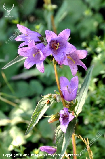 Zvonček pŕhľavolistý /Campanula trachelium/