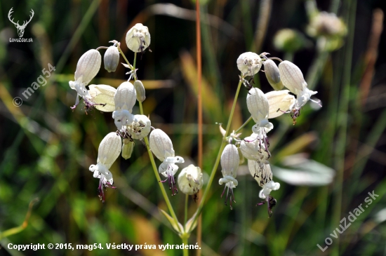 Silenka obyčajná /Silene vulgaris/