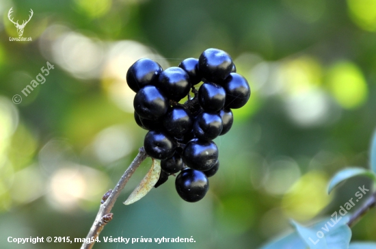 Vtáčí zob /Ligustrum vulgare/