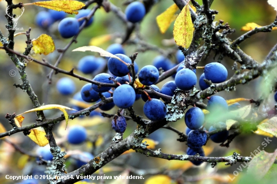 Trnka obyčajná /Prunus spinosa/