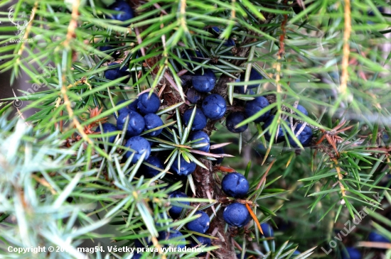 Borievka obyčajná /Juniperus communis/