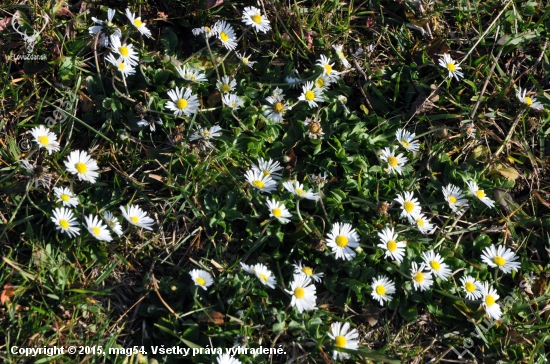 Sedmokráska obyčajná /Bellis perennis/