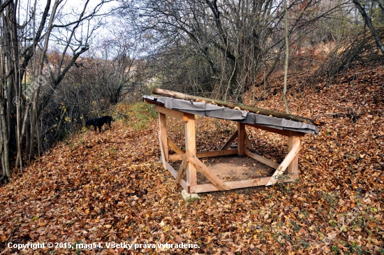 Prikrmovanie bažantov