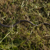 Slepúch /Anguis fragilis/