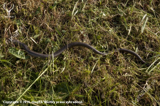 Slepúch /Anguis fragilis/