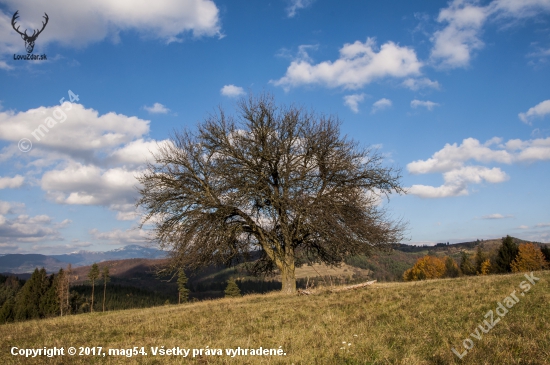 Slnečné odpoludnie