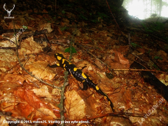 Salamandra...