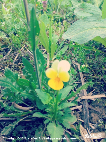 Viola biflora