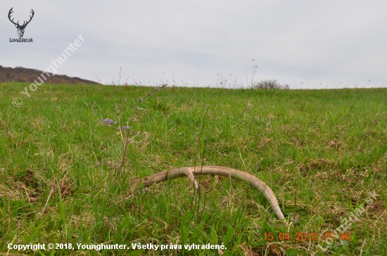 4/2018 - Šesťtorák lúčny