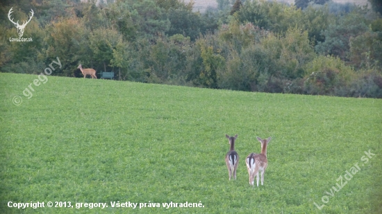 Dančie, srnčie, posed