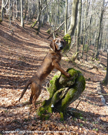 Čo s tým pniakom?