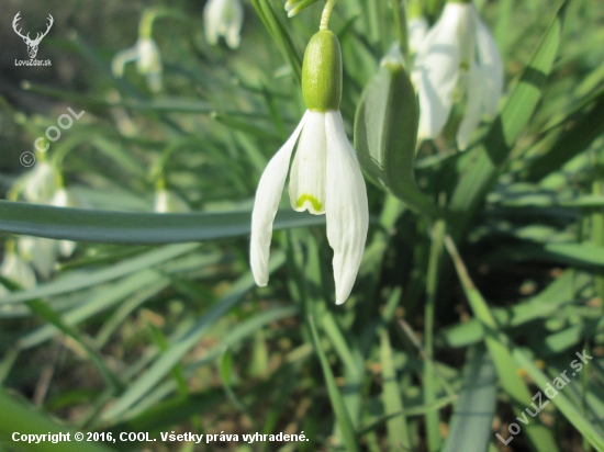 Snežienka jarná (Galanthus nivalis)