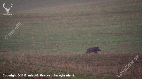 Pánko na prechádzke