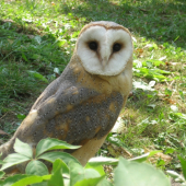 plamienka driemavá ( Tyto alba )