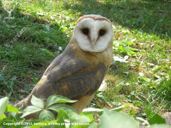 plamienka driemavá ( Tyto alba )