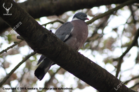 Holub hrivnák ( Columba palumbus )