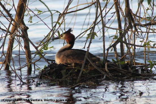 Potápka chochlatá ( Podiceps cristatus )