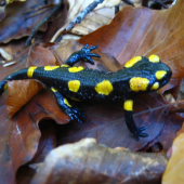 Salamandra