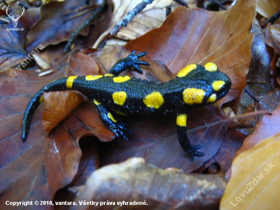 Salamandra