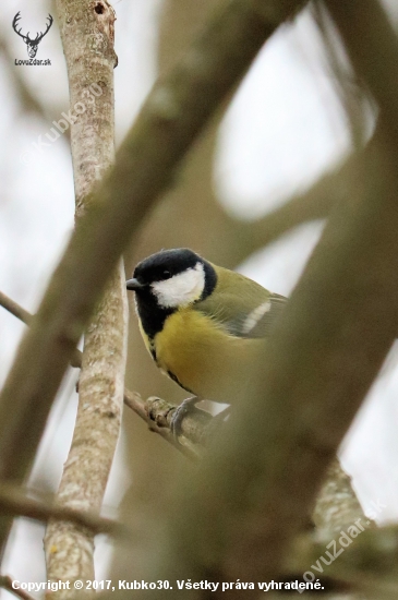 Sýkorka veľká - Parus major