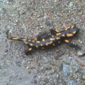 SALAMANDRA