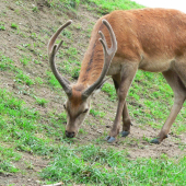 ještě kousek porostl 1.hlava