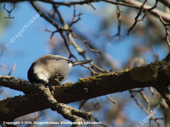 Sýkorka leskohlavá/ Parus palustris