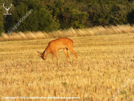 srnček v ruji