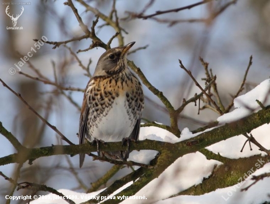 Drozd čvíkotavý (Turdus pilaris)