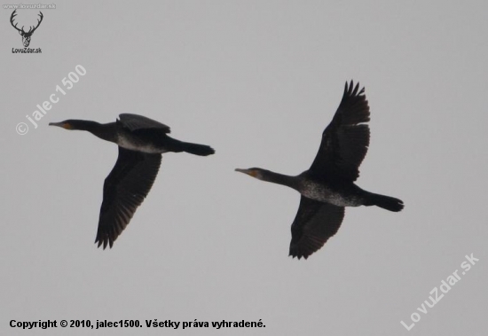 Čierna háveď - Kormorán veľký (Phalacrocorax carbo)