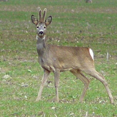 Výstavný postoj