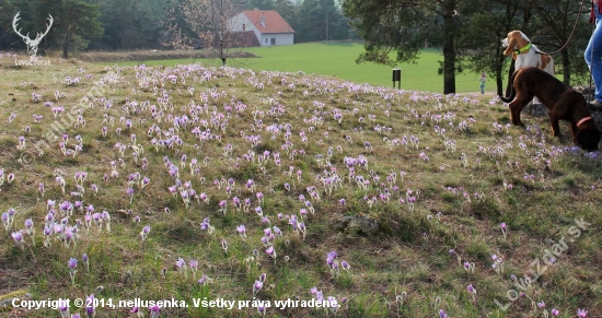 na koniklecích II