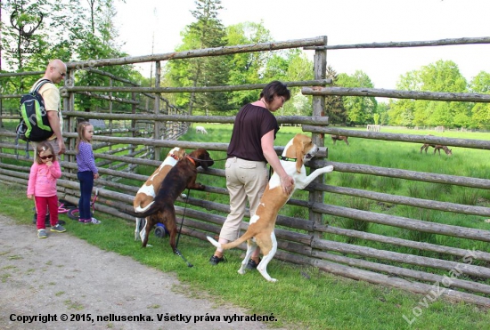 návštěva obory