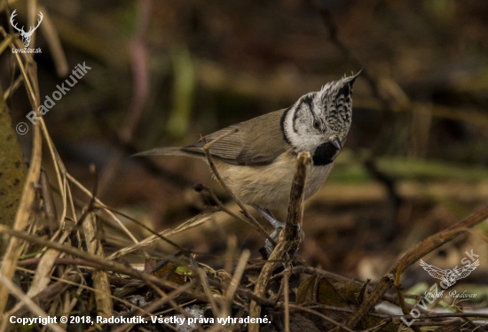 Sýkorka chochlatá (Lophophanes cristatus)