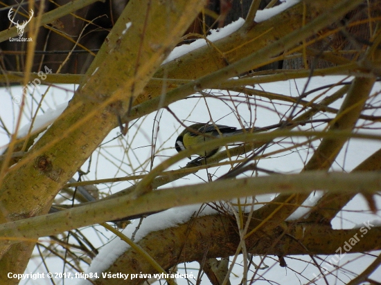 sýkorka bielolíca (Parus major)