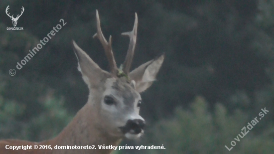 srnček so zlomenou výsadou