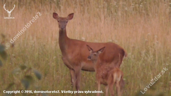 Vysoká nad ránom