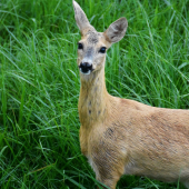 Kráska