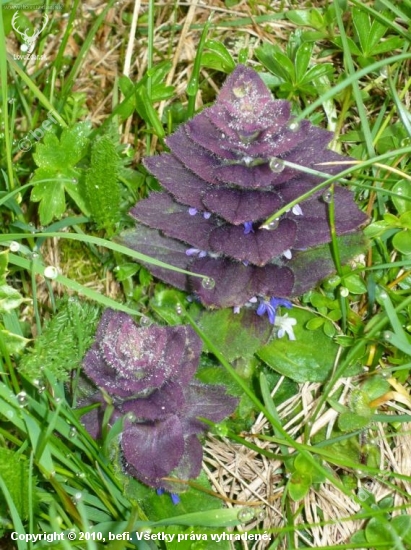 Vysokorastuce rastliny-Ajuga pyramidalis