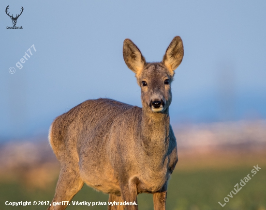 Capreolus capreolus