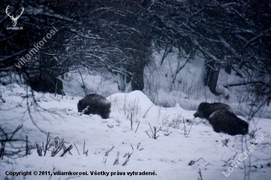 Nevyrusuj,veceriame!