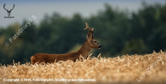 v daždi