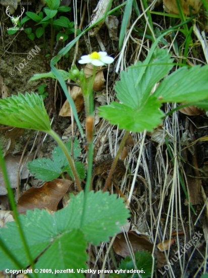 Jahoda lesná