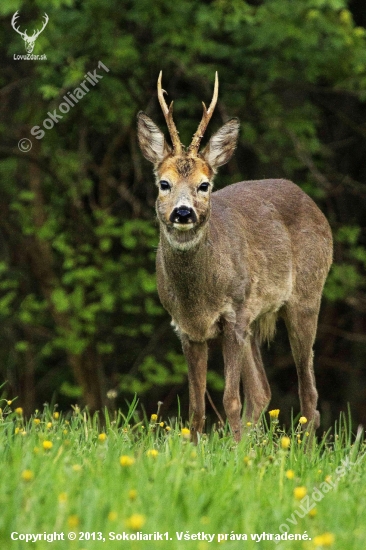 Skúmavý pohľad